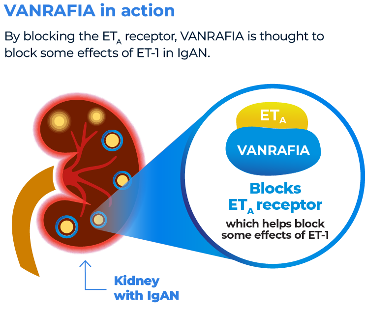 VANRAFIA in action. By blocking the ETA receptor, VANRAFIA is thought to block some effects of ET-1 in IgAN.